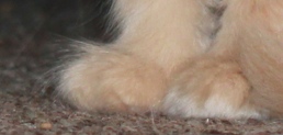 http://fireswamp.net/~stan/toes.jpg